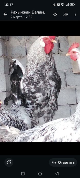 Әтештер сатылады. 11— айлық.