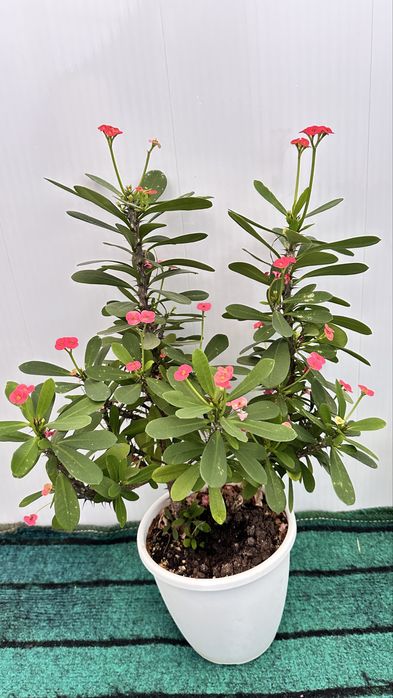 Декабрист,Эпипремнум,Филодендрон,Пелея,Хойя