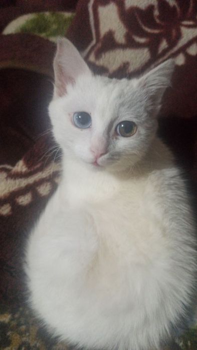 Turetskiy Angora ikki xil ko'z qiz bola sotiladi