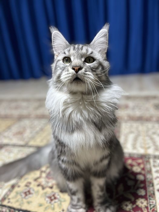 Продам кота мейн кун