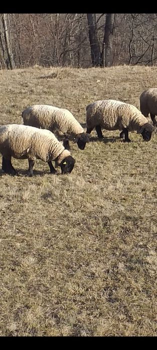 Miei suffolk de vânzare