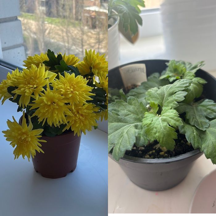 Хризантемы.  комнатные цветы