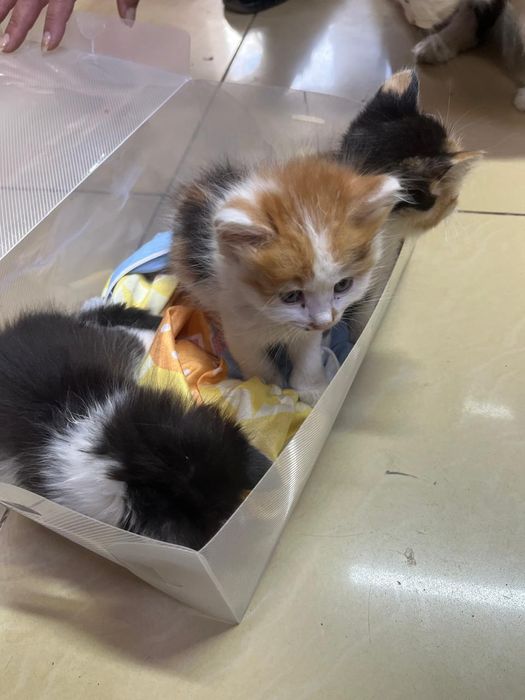 Котёнок маленький