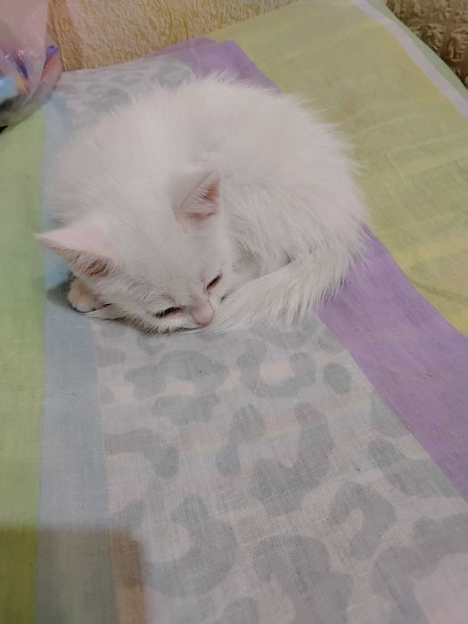 Котенок белый 1,5 месяца девочка