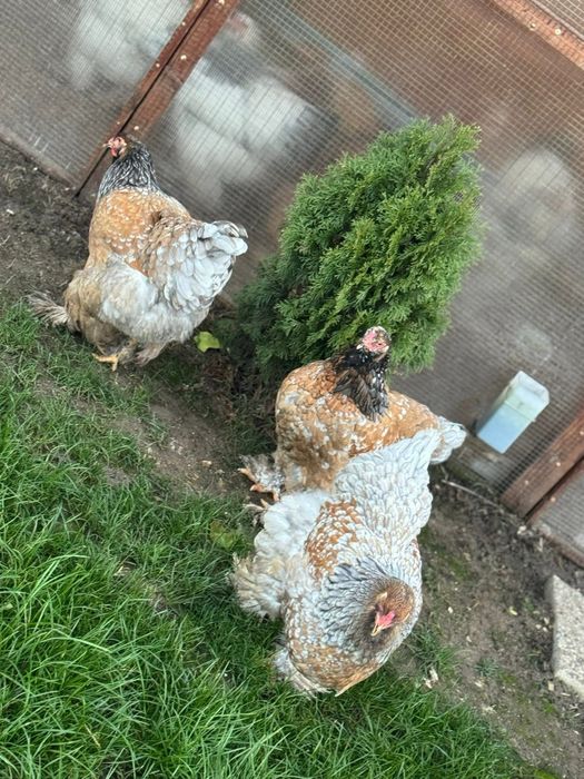 Brahma portelan bobat hd hda columbia