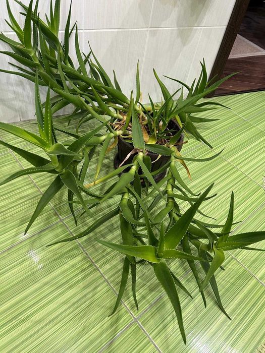 Aloe Vera in ghiveci, inaltime H45-75 cm