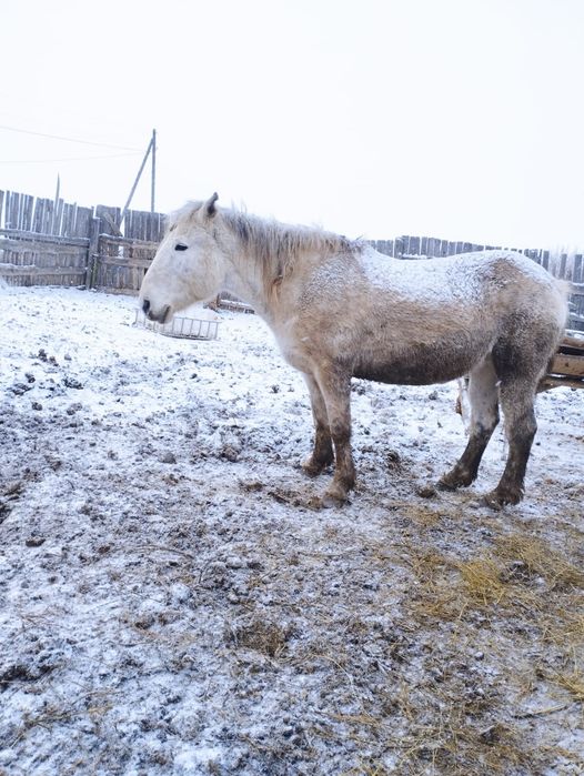 Продам    кобылу