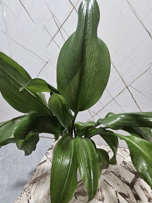 Продаю комнатные цветы.