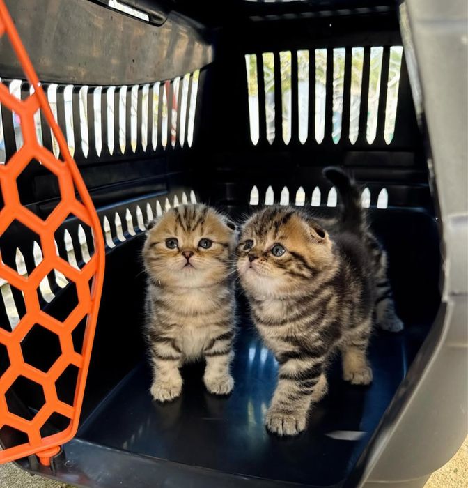 Роскошные Котята