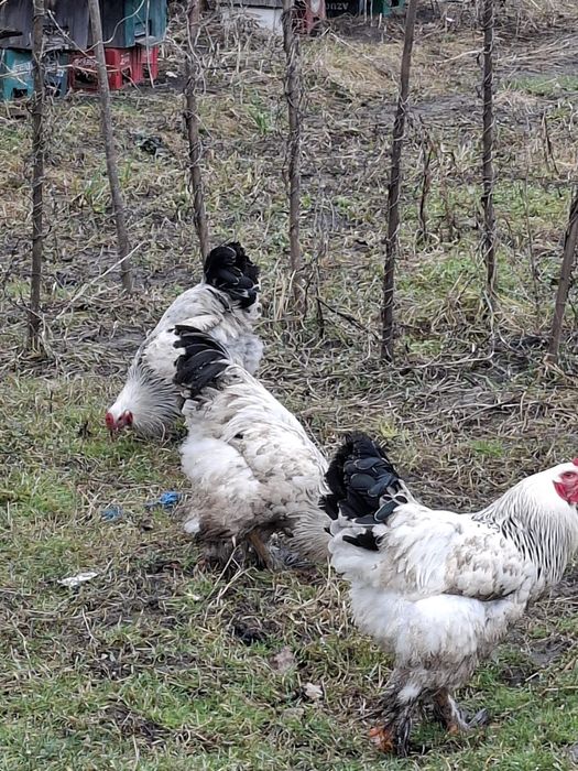 Vând cocoși rasa brahma