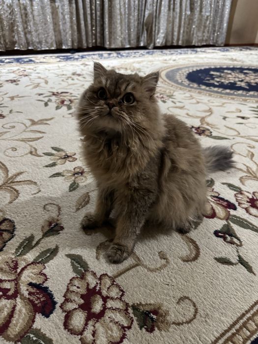 ВЯЗКА! Бритиш шиншила страйт