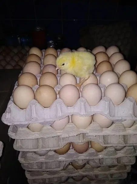 Инкубационный яйцо бройлера