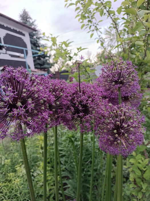 Хризантема, колокольчик