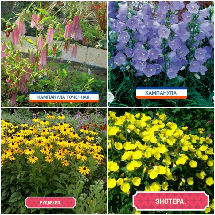 Садовые растения.