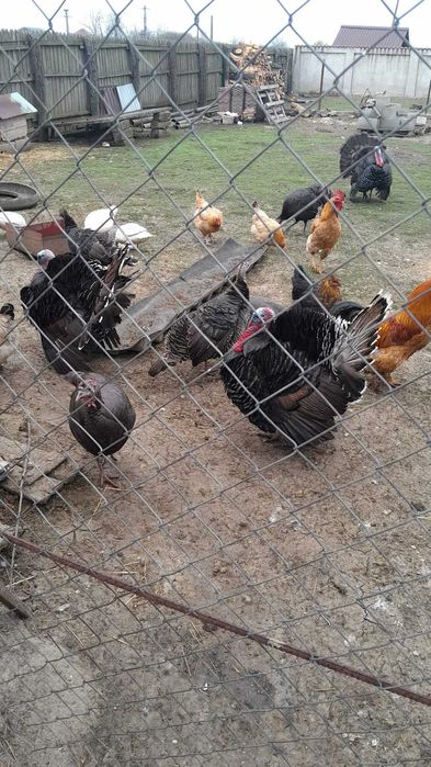 Vand curcani, cocosi si gaini