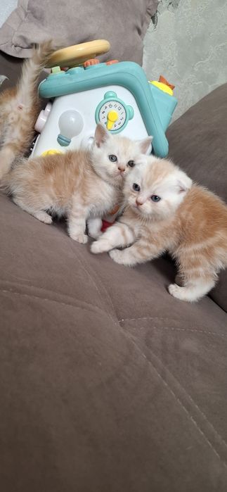 Шотландские короткошерстные котята