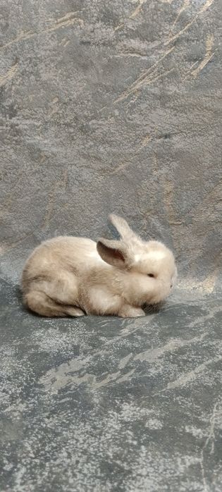 Декоративные  кролики
