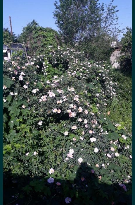 Шиповник сформированный.