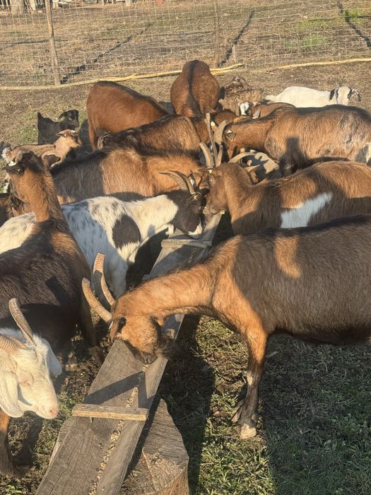 Capre cu unul sau doi iezi