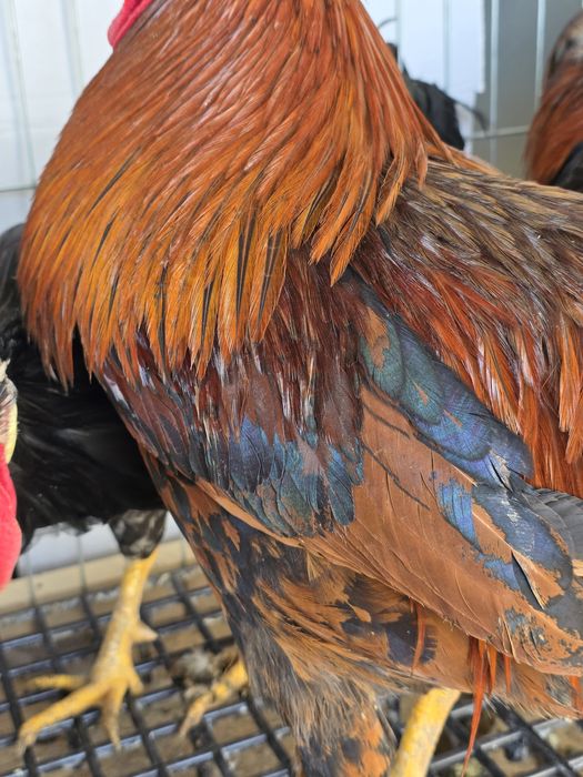 Cocoși se gaini italiene  2025