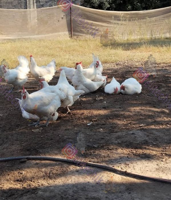 Бресс гальские быстрорастущие яйца