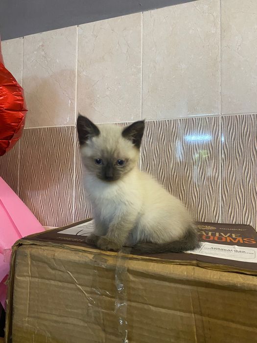 Отдам котят в добрые руки!