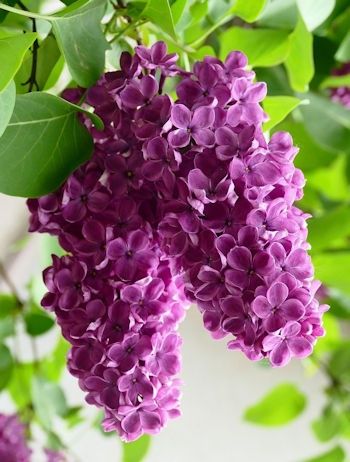 Сирень  свежая...