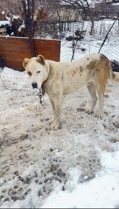 Продается щенок алабая