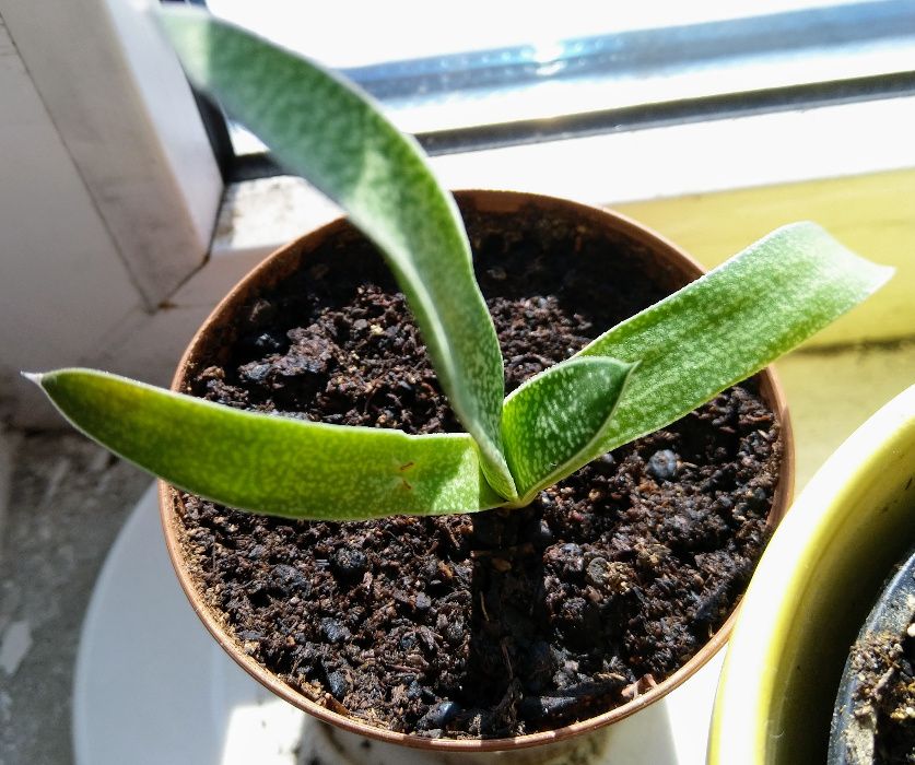 Gasteria carinata var. verrucosa - вкоренени издънки