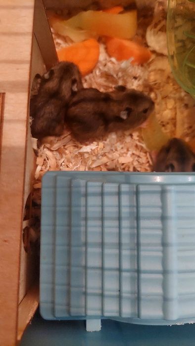 Джунгарские хомячки