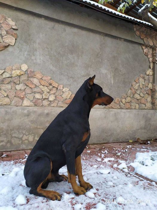 Вязка добермана.