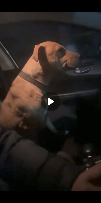 Сабака пит Буль рр