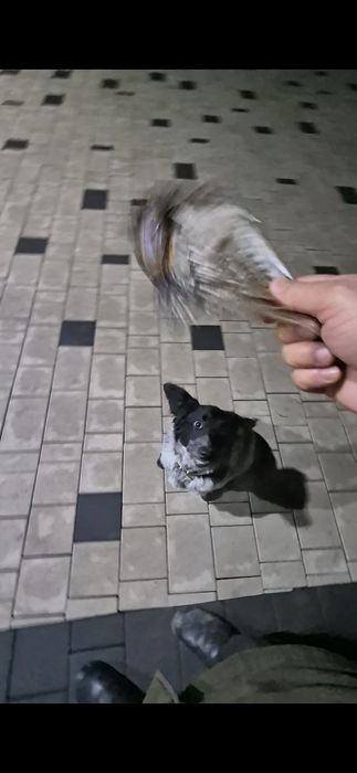 Руский Спаниель щенок 6 месяцев