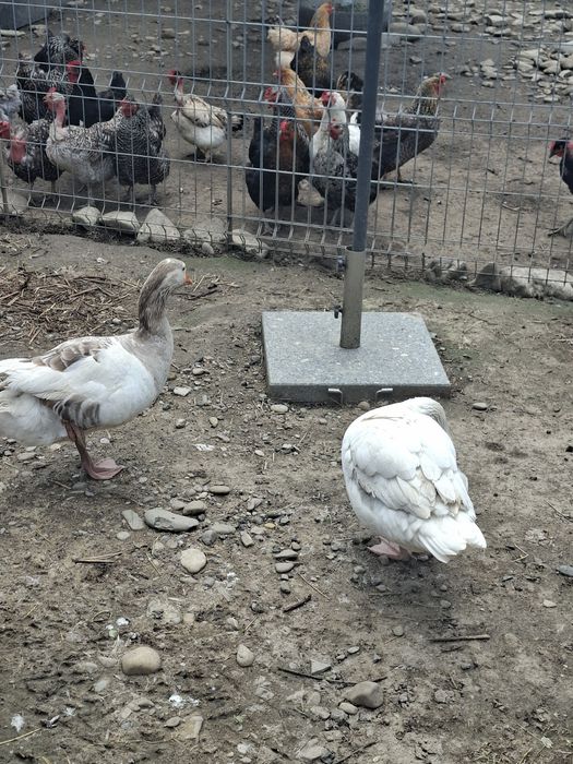Pereche gaste romanesti tinere