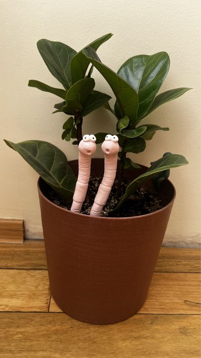 Лирата комнатные цветы