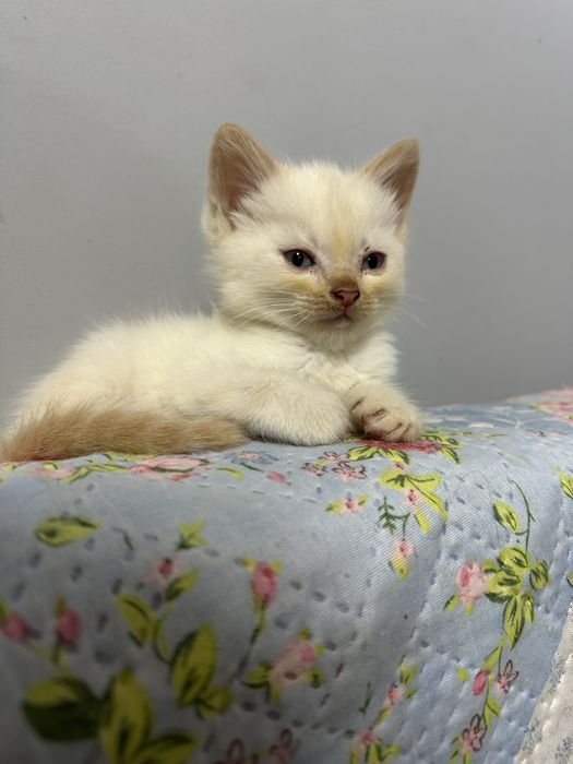 отдам котят в добрые руки.