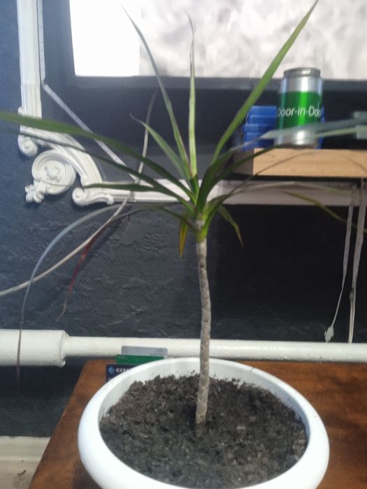 Драцена. Продам цветы