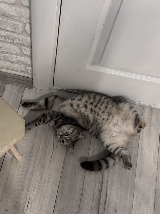 Ищем кота для вязки