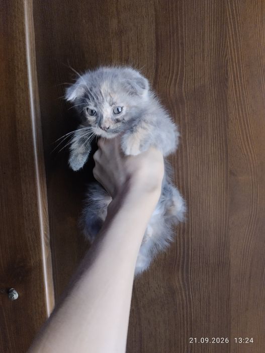 Вислоухие котята