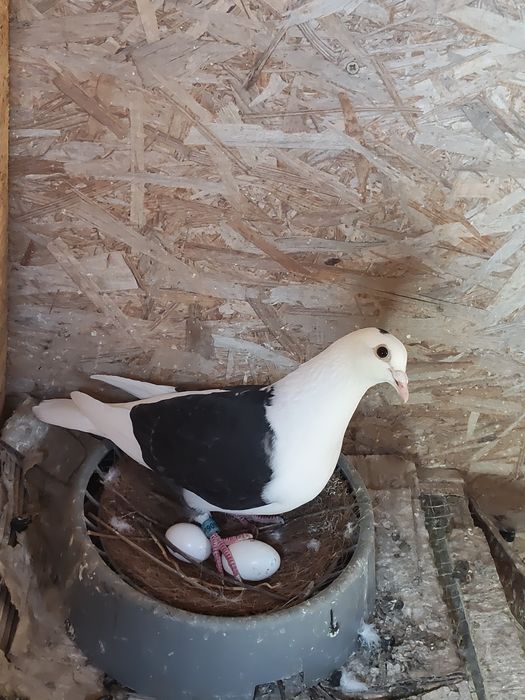 Porumbei voiajori căpăciți