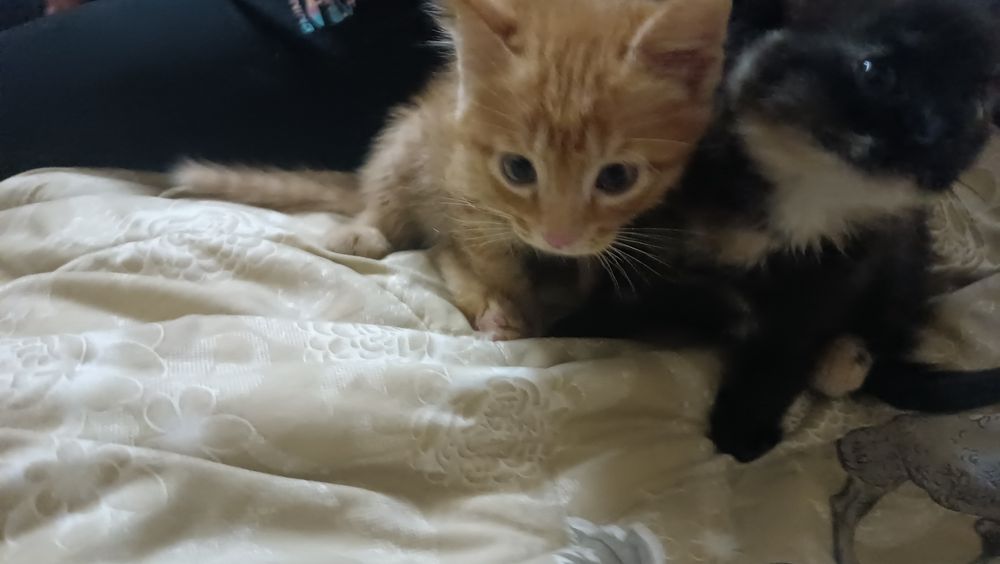 Котята. Бесплатно