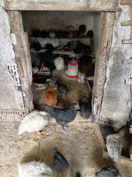 Pui de vânzare de casa