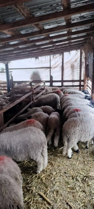 Mieii grași ținuți pe stabulație 25_45 kg