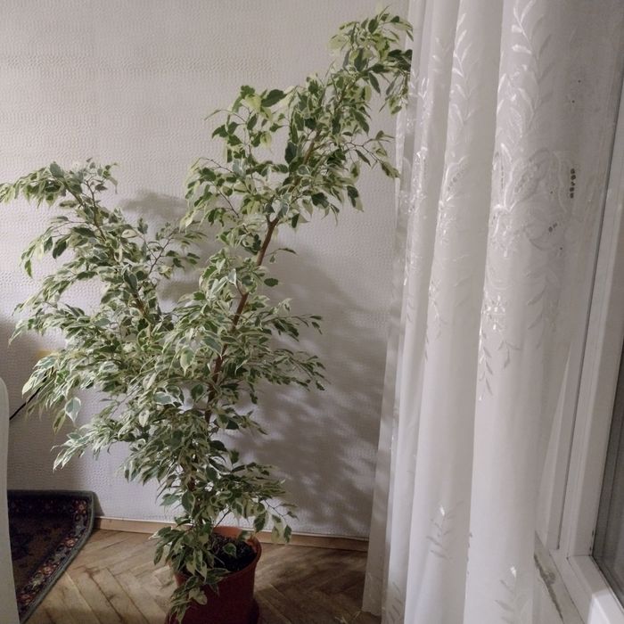 Фикус Бенджамин голям и малък