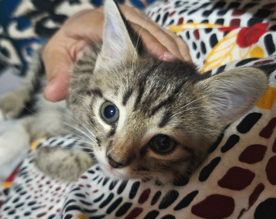 Хорошенькие котята