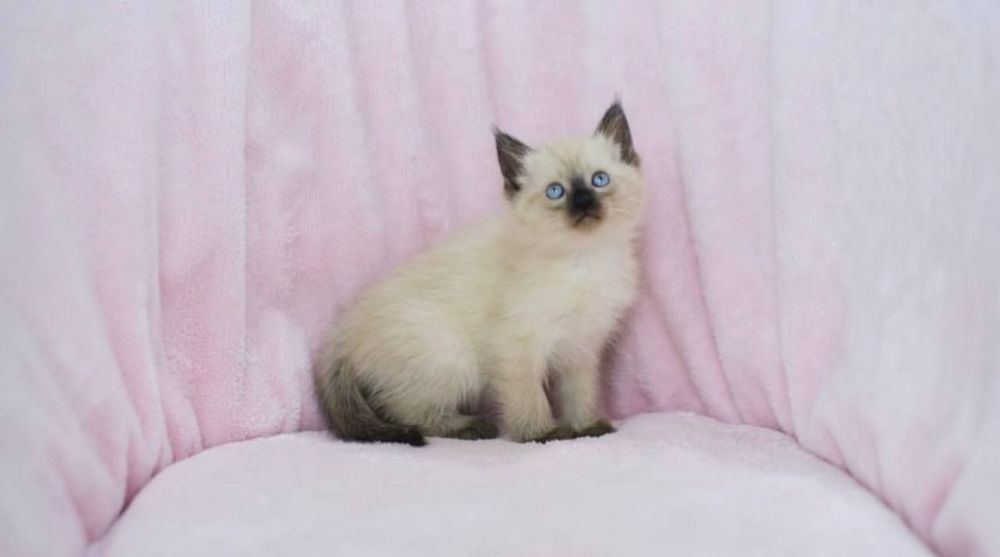 Продаётся котёнок сиямская домошная послушная 3 месяца.