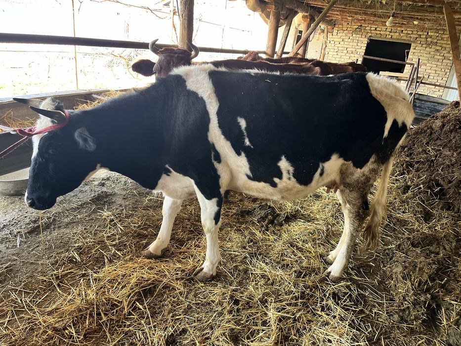 ona bola sigir sotiladi