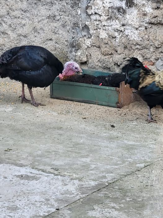 Curcan viu de vanzare