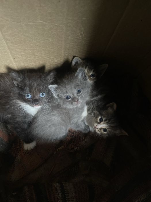 отдам котят в добрые руки