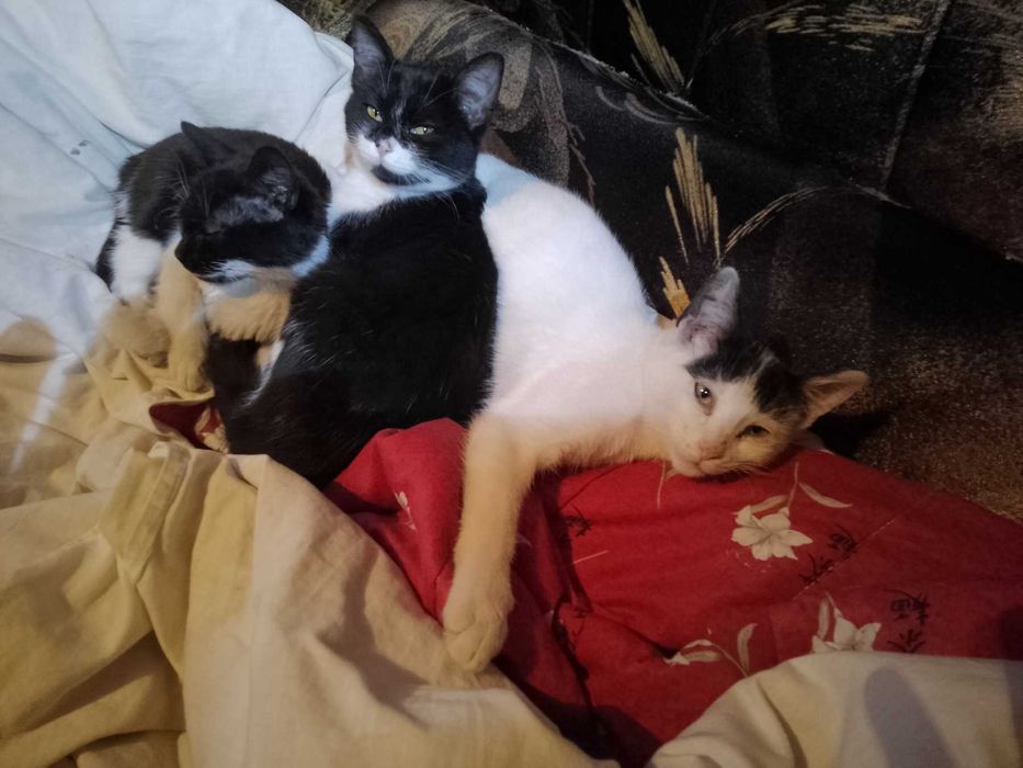 Подарявам котенца